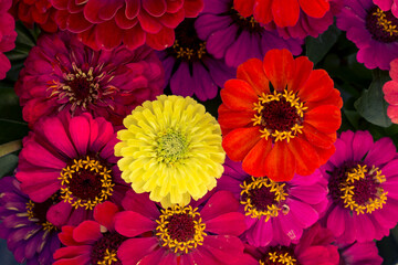colorful bouquet of red, yellow, pink and purple gerberas