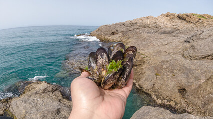 man holding natural mussels from underwater rocks in the background sea and sky group of mussels in his marine environment sea fruit healthy and fresh food,mussel hand - obrazy, fototapety, plakaty