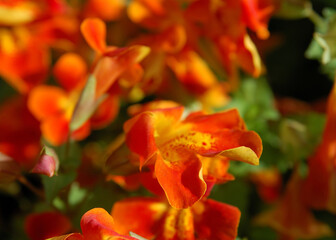 red and yellow flower