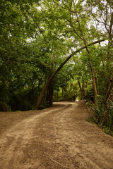 footpath in the woods