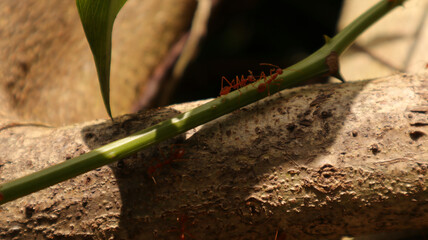 A tree trunk that the fire ants travel on and the two fire ants are walking under the shade