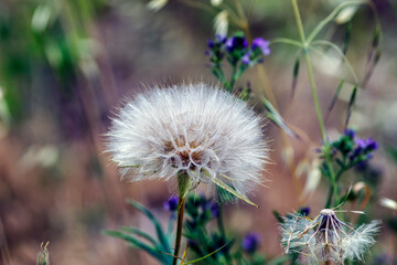 a close up dandelion