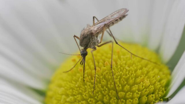 A closeup of a culex pipiens on a yellow stamen of a white flower shot in 4K
