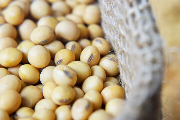 Soybeans - harvest in the state of Mato Grosso do Sul