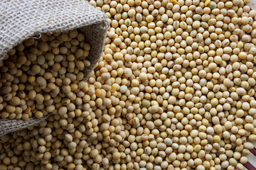 Soybeans - harvest in the state of Mato Grosso do Sul