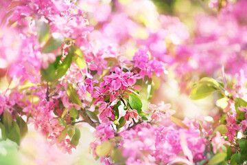 Spring apple blossom in garden, springtime pink flowers bloom, pastel and soft floral card, selective focus, shallow DOF, toned	
