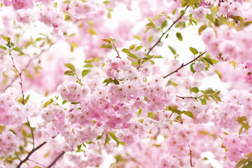 Obraz premium Spring blossom, springtime pink flowers bloom, pastel and soft floral card, selective focus, shallow DOF, toned