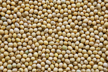 Soybeans - harvest in the state of Mato Grosso do Sul