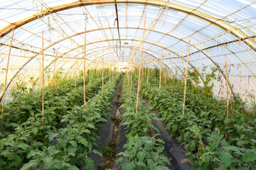 Cultivation of eggplant inside greenhouses in the state of Jijel, Algeria, North Africa, cultivation of vegetables in greenhouses, eggplant in glasshouses - obrazy, fototapety, plakaty