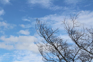 Fototapeta na wymiar tree against sky
