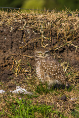 BIRD IN THE GRASS, ENTERING ITS NEST