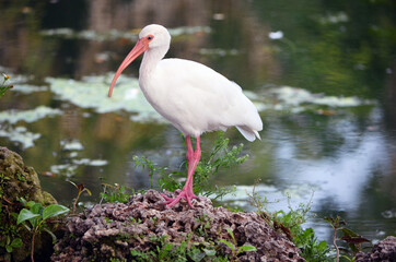 White egret standing by a pond.
