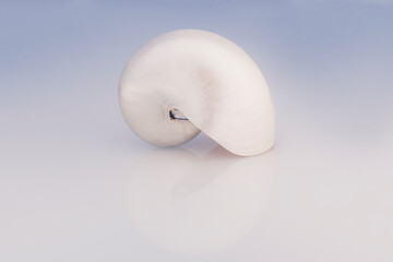 Studio photo with artificial light of Nautilus pompilius shell.