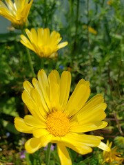 yellow flowers