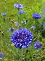 Blue Flower in the yard.