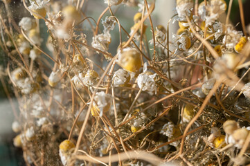 dried chamomile or camomile in the window