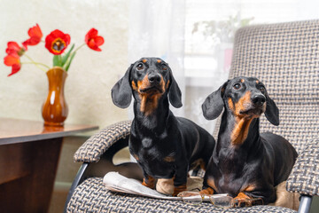 Person had just got up from chair, leaving glasses and the newspaper, when two funny cheeky...