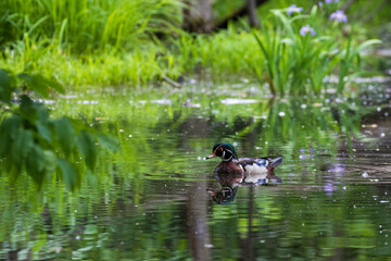 Wood duck and iris versicolor