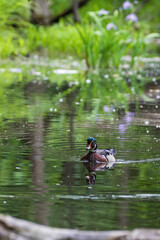 Wood duck and iris versicolor