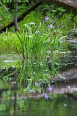 Iris versicolor is also commonly known as the blue flag, harlequin blueflag, larger blue flag, northern blue flag and poison flag