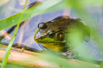 green frog (Lithobates clamitans or Rana clamitans) 