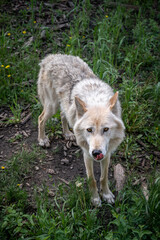 Wolf dog at the Yamnuska Sanctuary In Aberta.
