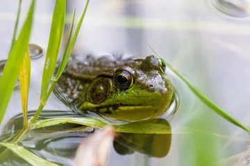 Foto op Canvas green frog (Lithobates clamitans or Rana clamitans)  © Mircea Costina