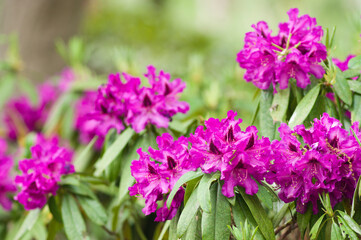 The name of these flowers is " Rhododendron".These Rhododendrons name is Purple frame.
Scientific name is Rhododendron subgenus Hymenanthes.