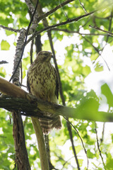  red-shouldered hawk (Buteo lineatus) at nest