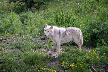 Wolf dog at the Yamnuska Sanctuary In Aberta.