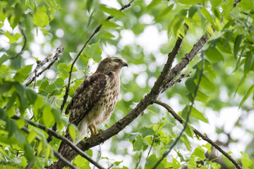  red-shouldered hawk (Buteo lineatus) at nest