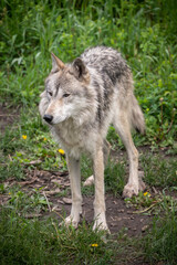 Naklejka na ściany i meble Wolf dog at the Yamnuska Sanctuary In Aberta.