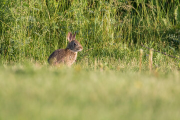 The eastern cottontail (Sylvilagus floridanus)