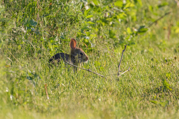 The eastern cottontail (Sylvilagus floridanus)