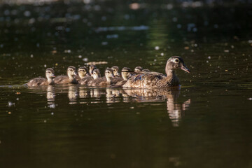wood duck or Carolina duck (Aix sponsa) with babies