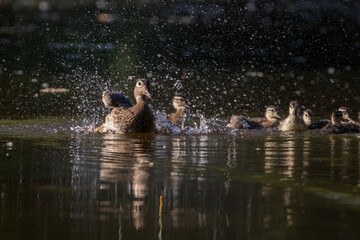 wood duck or Carolina duck (Aix sponsa) with babies