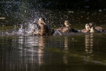 wood duck or Carolina duck (Aix sponsa) with babies