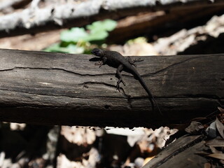 Lizard resting on a log