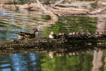 wood duck or Carolina duck (Aix sponsa) with babies