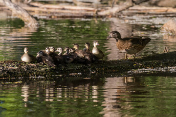 wood duck or Carolina duck (Aix sponsa) with babies