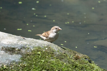 sparrow