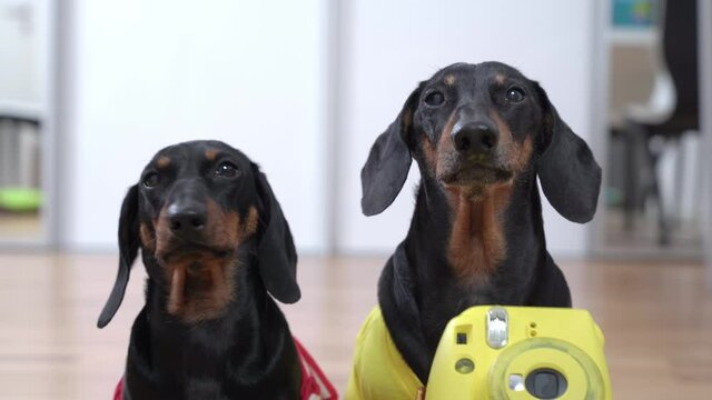 Two adorable dachshund dogs brought yellow instant camera and obediently sit begging for joint photo, front view. Funny pets want to take selfies.