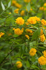 The name of these flowers is 