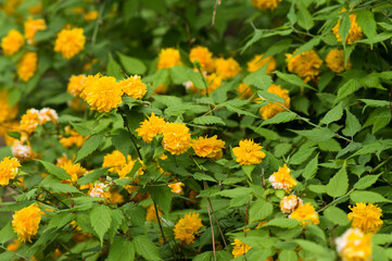 The name of these flowers is 