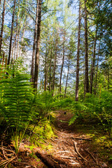 Obraz premium laurentian forest in early summer