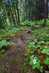 Fototapeta premium laurentian forest in early summer