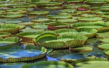 Mauritius lily pads
