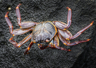 Mauritius crab
