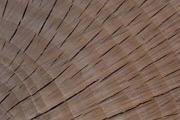 Closeup of surface of a wooden cross-section cut