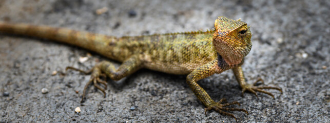 Mauritius lizard